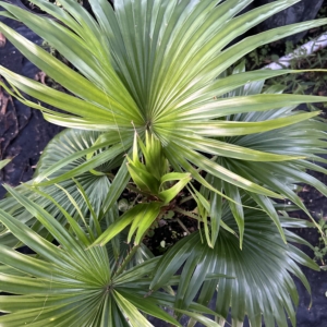 Jungle 9 Saribus