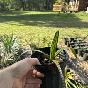 Dennis Lyt Copernicia macroglossa 1 gallon