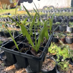 Dennis Lyt Sabal causarium 4 inch