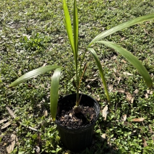Dennis Lyt Gaussia gomeslz 1 gallon
