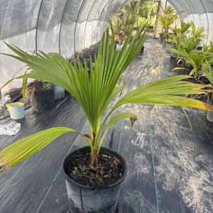 Dennis Lyt Thurston Palm 3 gallon