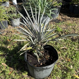 Dennis Lyt Bismarck Palm 3 gallon