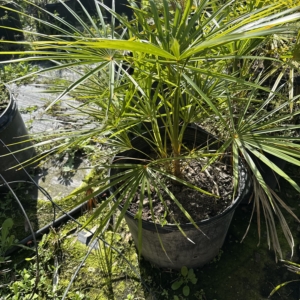 Dennis Lyt Coccothrinax hioramii 3 gallon
