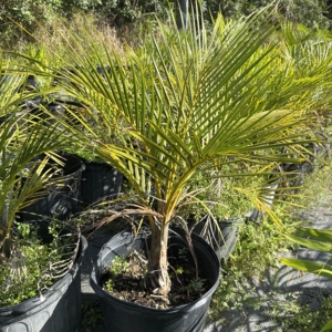 Dennis Ly Spindle Palm 3 gallon
