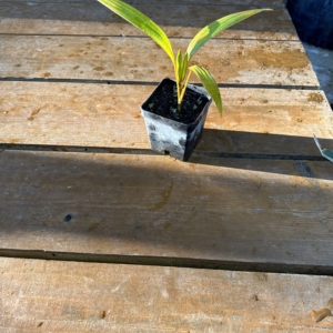Rare Palm Ranch Thief Palm