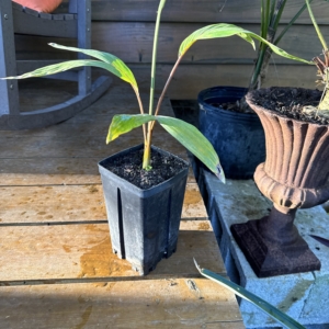 Rare Palm Ranch Chambeyronia macrocarpa bar. hookerii