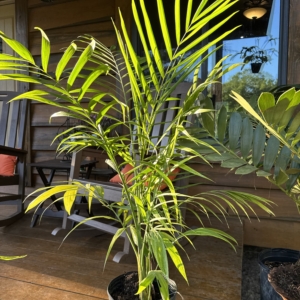 Rare Palm Ranch Chamaedorea hooperiana