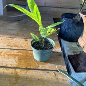 Rare Palm Ranch Chambeyronia macrocarpa