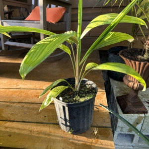 Rare Palm Ranch Cryosophila stauracantha