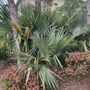 Rare Palm Ranch Sabal minor