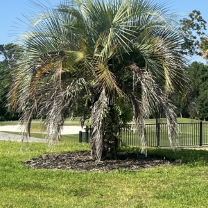 Robyn Butia capitata