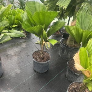 Premier Growers Licuala grandis 7 gallon