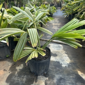 Premier Growers Corypha umbraculifera