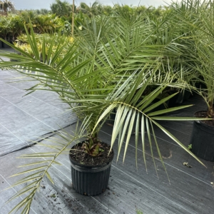 Premier Growers Canary island Date Palm