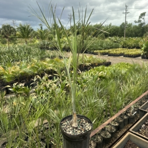 Premier Growers Pseudophoenix sargenti