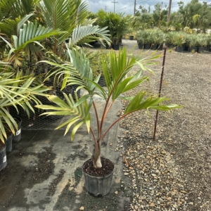 Premier Growers Bottle Palm