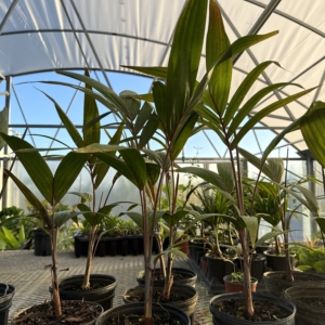 Corey Bigler Adonidia dransfieldii