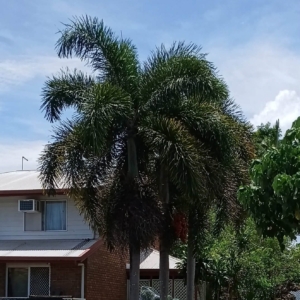 David Parker Wodyetia bifurcata