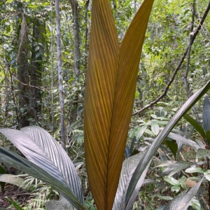 Pierre Olivier Albano Geonoma pauciflora 1