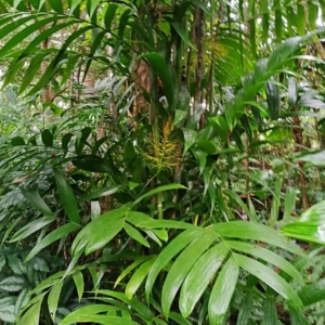 David Parker Areca triandra 2