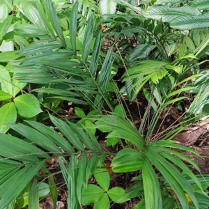 David Parker Calyptrocalyx laxiflorus