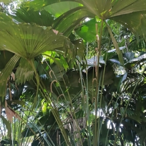 David Parker Licuala peltata var sumawongii 1