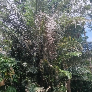 David Parker Arenga undulatifolia