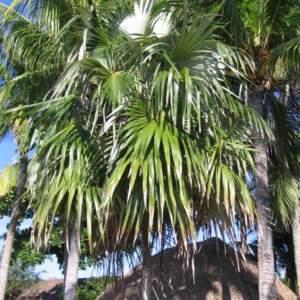 Pierre Olivier Albano Coccothrinax argentea 1