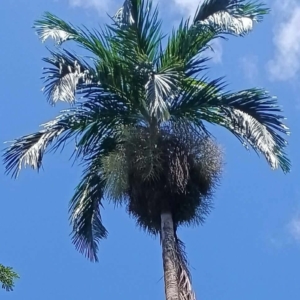 David Parker Beniticka nicobarica