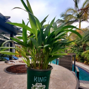 King Palm 1 gal