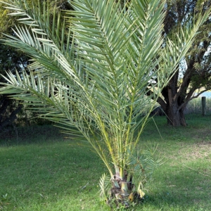 Phoenix dactilifera