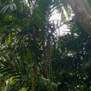 David Parker Areca triandra