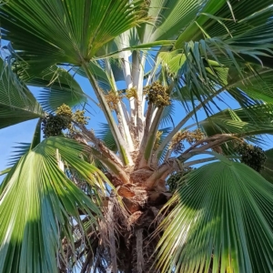 David Parker Pritchardia pacifica 1