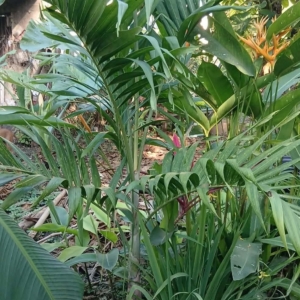 Hector Raul Dominguez Ortega Christmas Palm