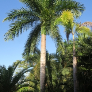 Pierre Olivier Albano Roystonea borinquena