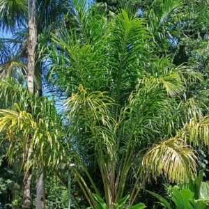 David Parker Metroxylon salomonese