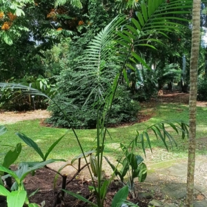 David Parker Pinanga rumphiana