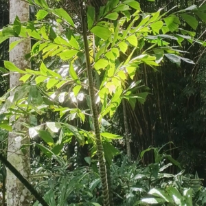 David Parker Caryota ophiopellis