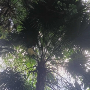 David Parker Thrinax paviflora