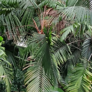 David Parker  Heterospathe woodfordiana 2