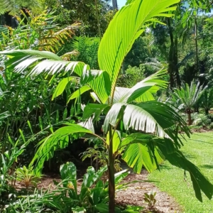 David Parker Verschaffeltia splendida