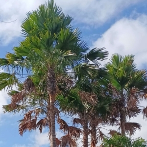 Dave d Parker Saribus rotundifolius