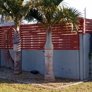 JC Jungle spindle palm