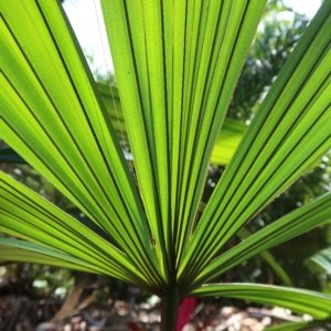 Pierre Olivier Albano Borassodendron borneense