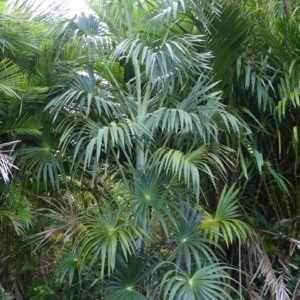 Pierre Olivier Albano Mauritiella armata 2