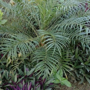 Hector Raul Dominguez Ortega Pygmy Date Palm