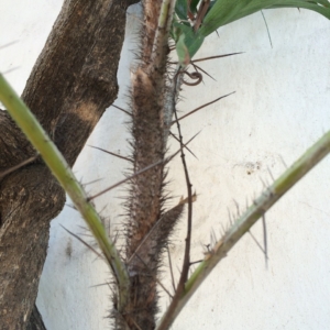 Pierre Olivier Albano Bactris guinensis