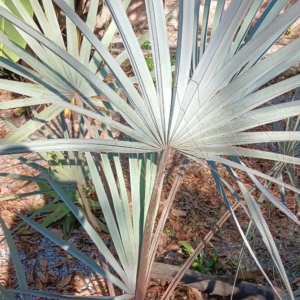 Hector Raul Dominguez Ortega Bismarck Palm