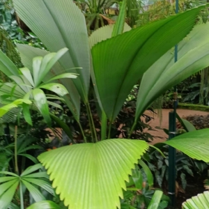 David Parker Johannesteijmannia magnifica