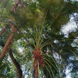 David Parker Livistona decora 1